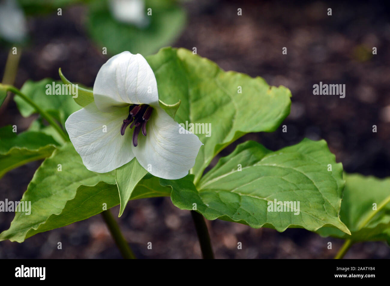Le Livre blanc Service Robin (Trillium sourire) cultivés dans une frontière à RHS Garden Harlow Carr, Harrogate, Yorkshire. Angleterre, Royaume-Uni Banque D'Images