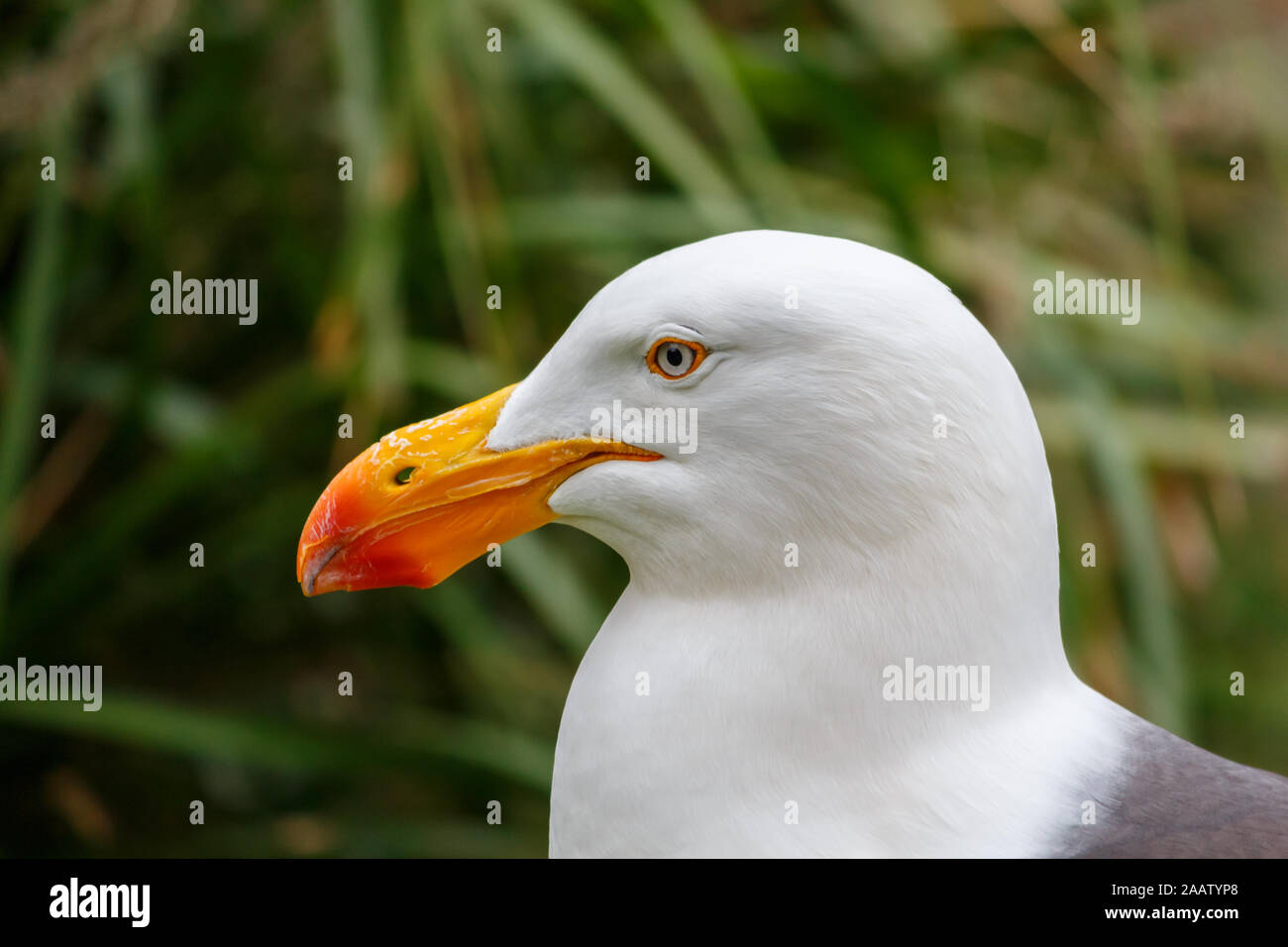 White pacific seagull Close Up tête portrait Banque D'Images