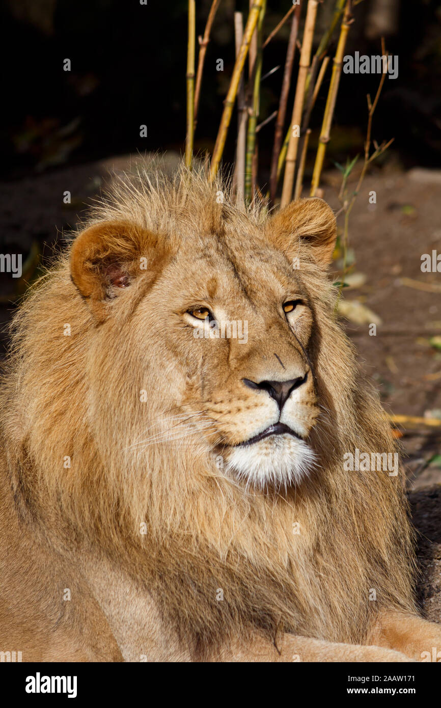 Mâle majestueux lion assis dans le soleil Banque D'Images