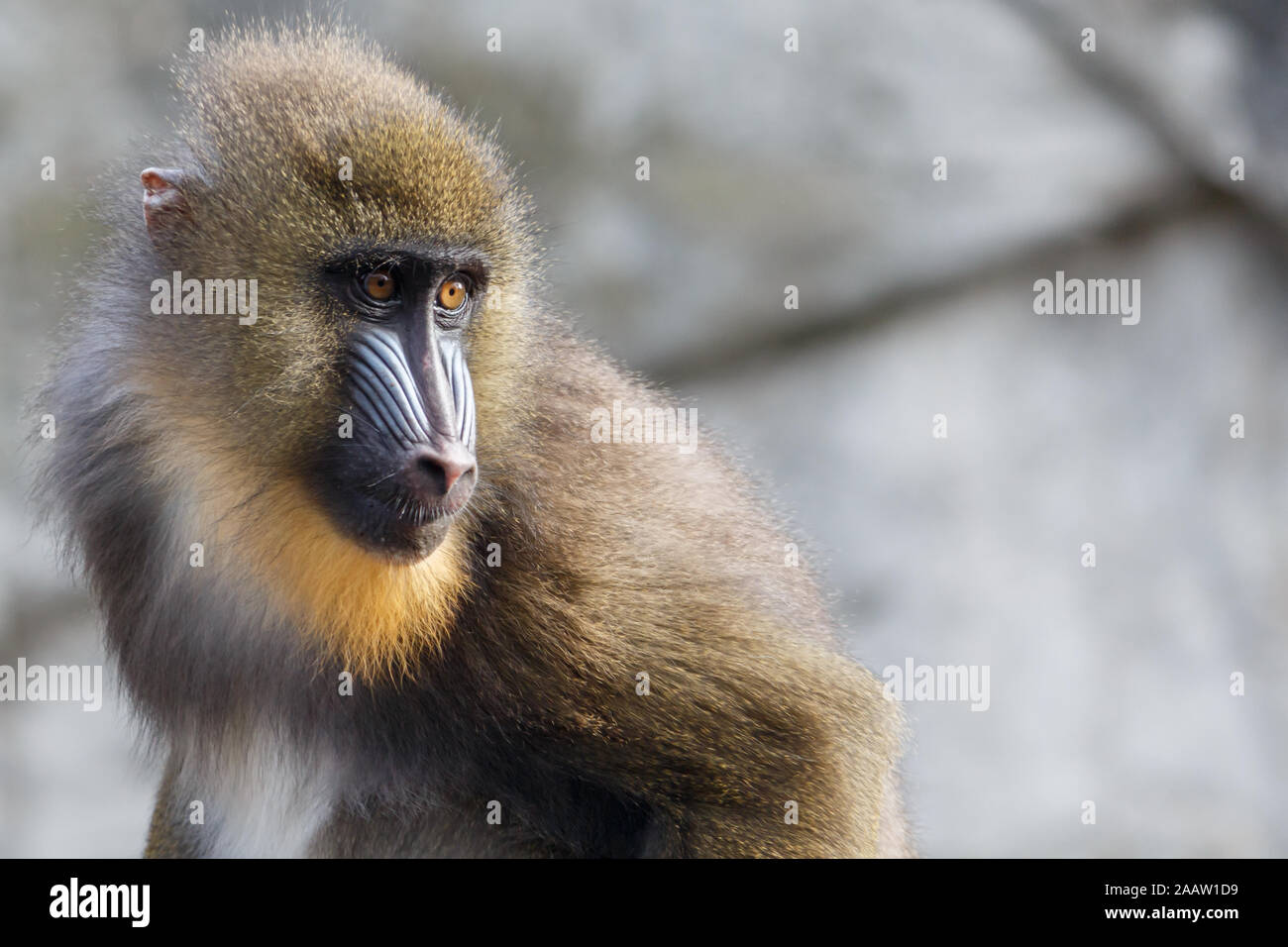 Singe avec mandrin museau coloré fixant intensément Banque D'Images