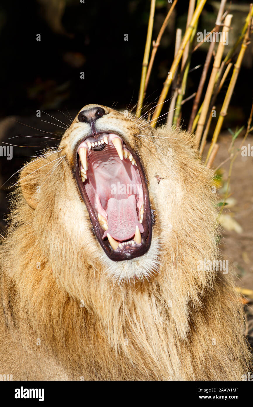 Lion mâle en colère grondant et roulement agressivement les dents Banque D'Images