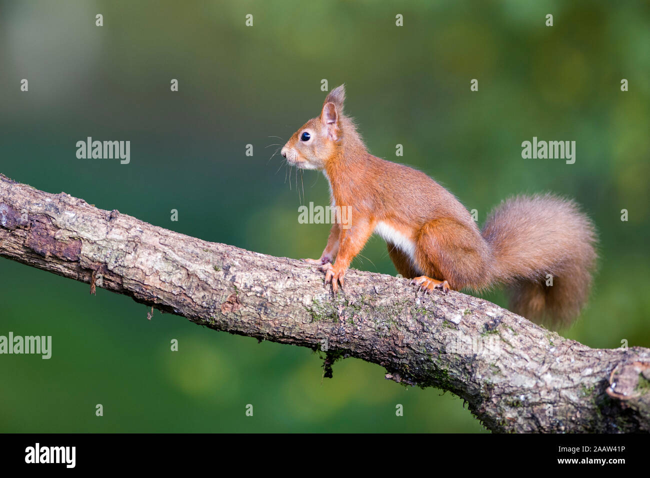 Écureuil rouge sur un tronc d'arbre Banque D'Images