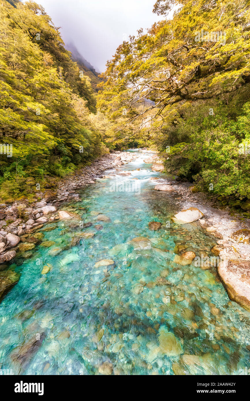 River, Fiordland National Park, South Island, New Zealand Banque D'Images