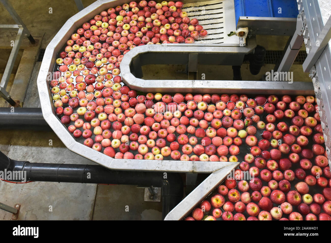 Les pommes fraîchement cueillies sur la courroie du convoyeur à rouleaux  sont inspectés manuellement pour la qualité avant l'entrée dans la machine  de tri automatique Photo Stock - Alamy