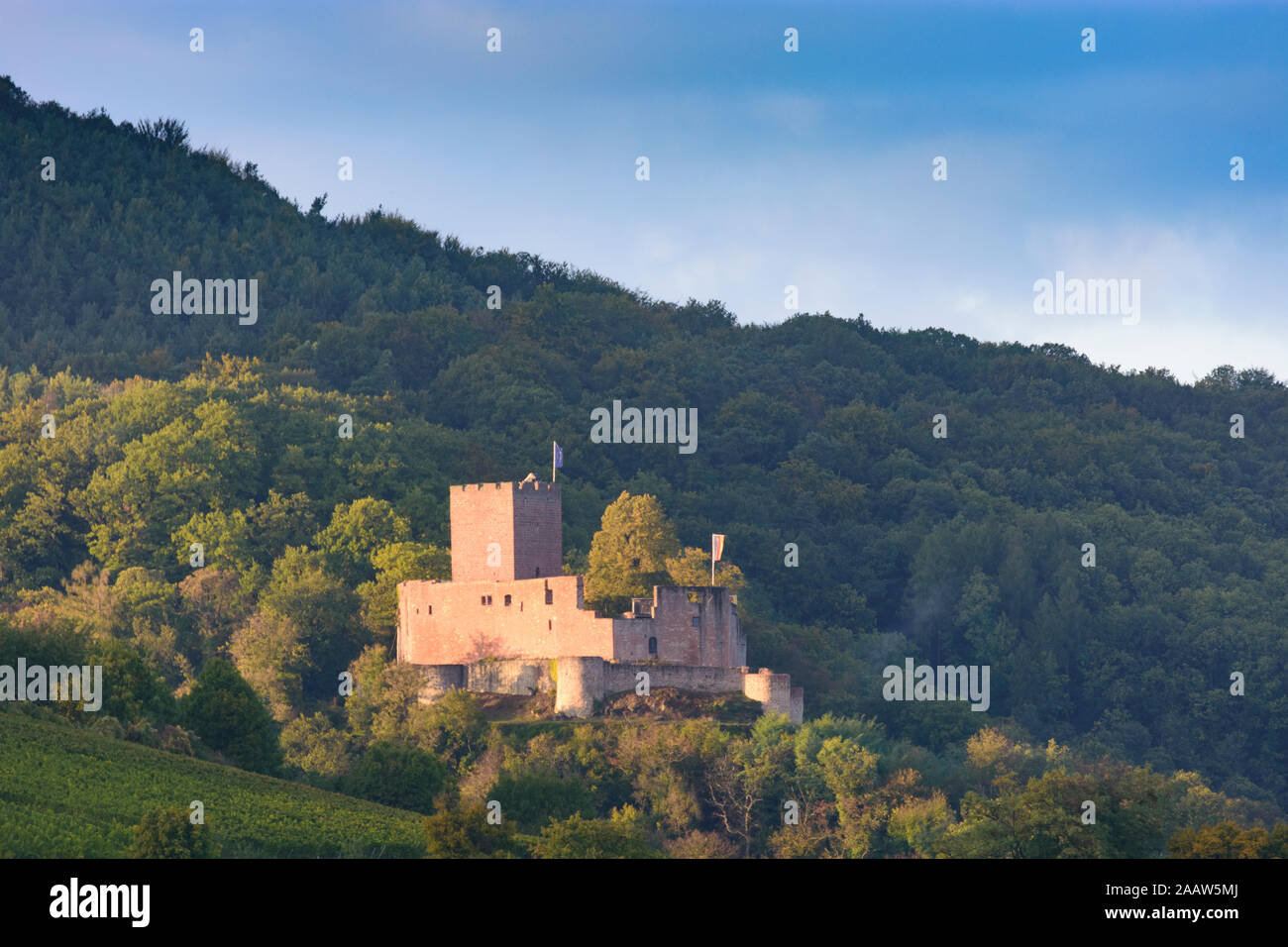 Tourette-du-château : Château de Landeck, vignoble de la Loire, Route des Vins allemande, Rheinland-Pfalz, Rhénanie-Palatinat, Allemagne Banque D'Images