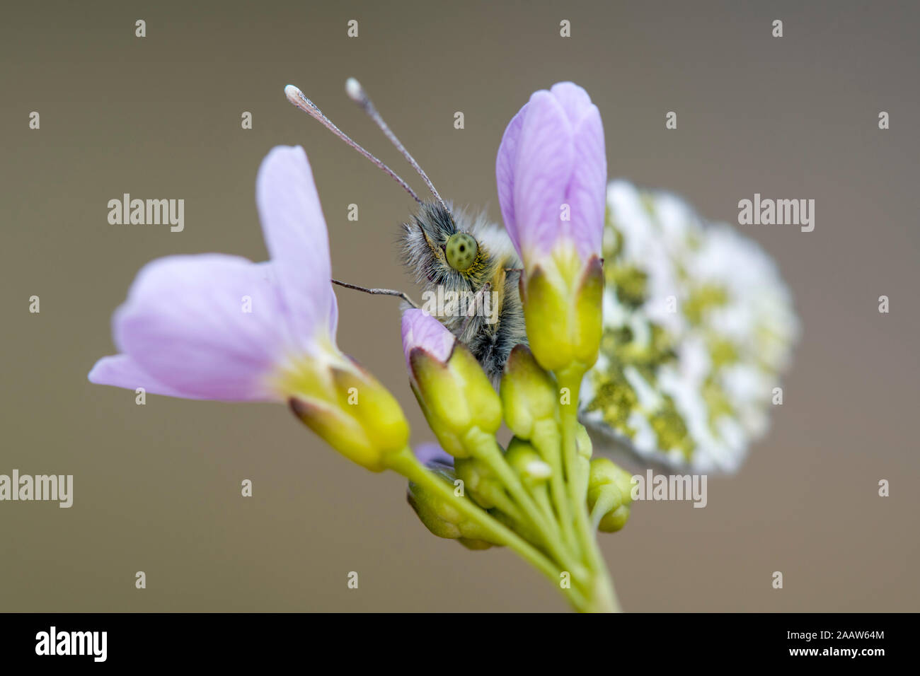 Close-up of Anthocharis cardamines tricheuse sur fleur Banque D'Images