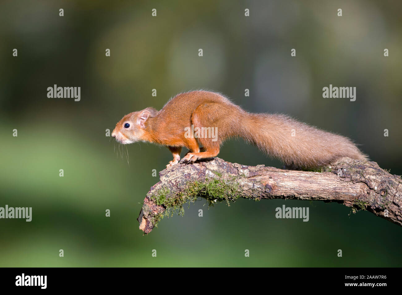 L'écureuil roux prépare à sauter Banque D'Images