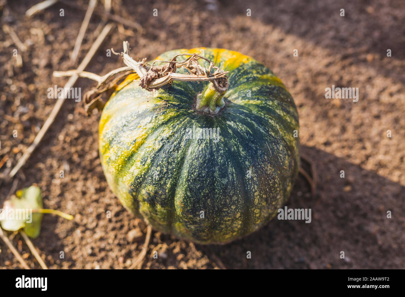 Seul sur un champ de citrouille Banque D'Images
