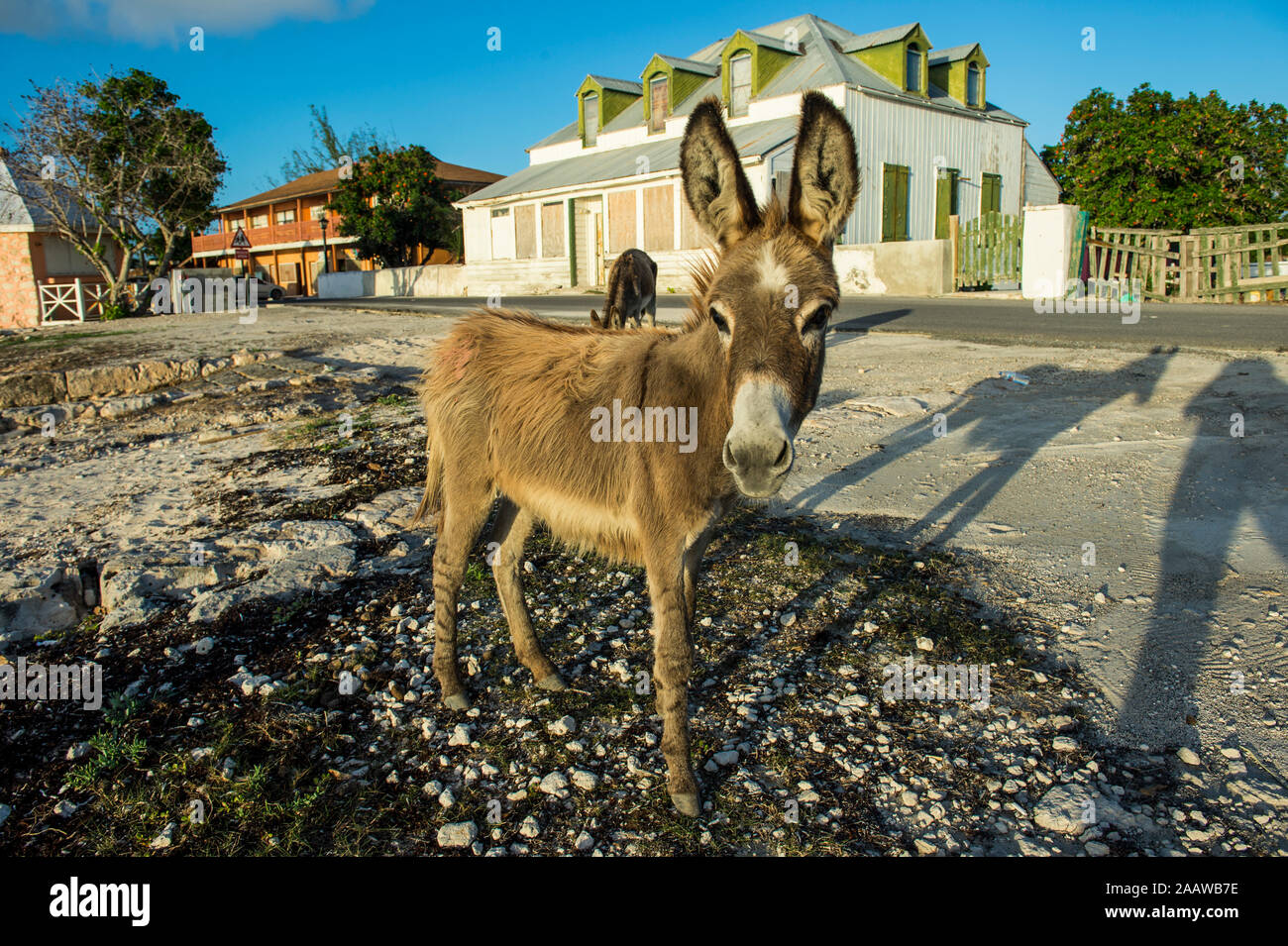 Portrait d'âne sauvage debout sur terre contre maison à Cockburn Town, Grand Turk Banque D'Images