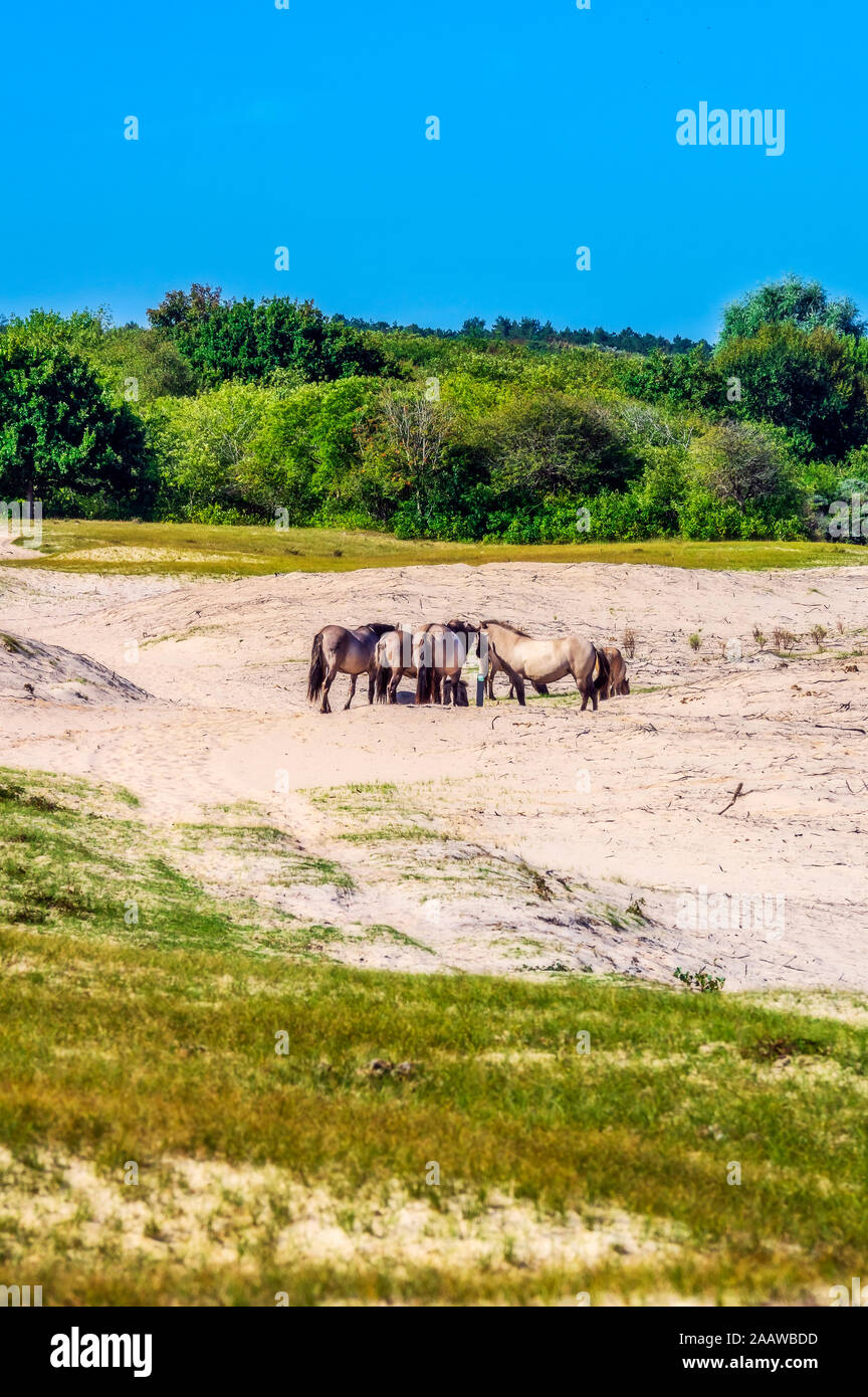 Pays-bas, Zeeland, Oostkapelle, Wild horses grazing in wildlife reserve Banque D'Images