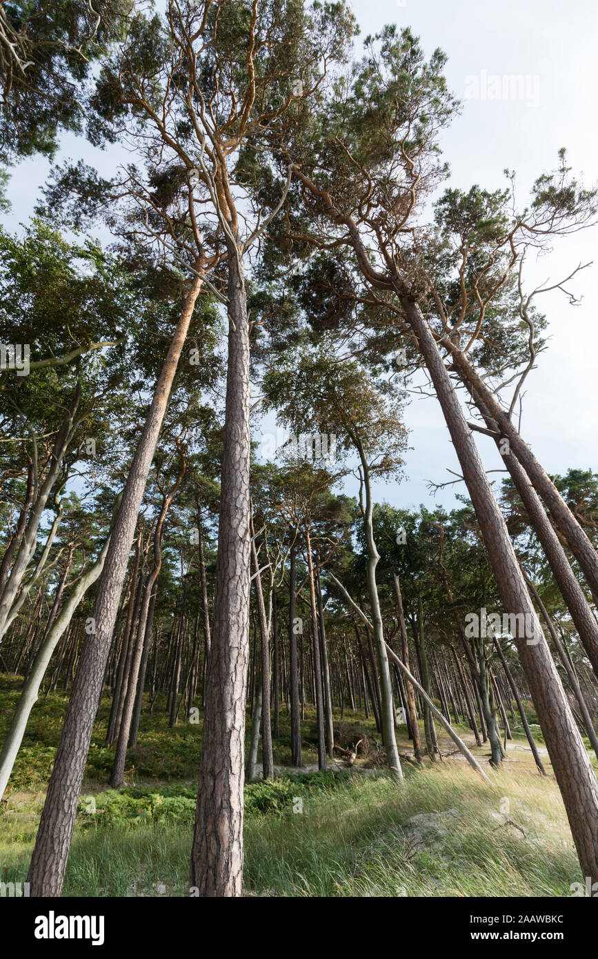Low angle view of trees growing in Darss forêt, Allemagne Banque D'Images