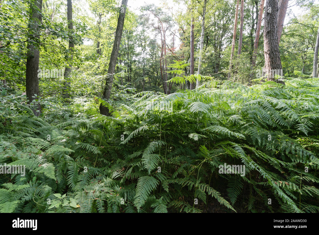 Vue panoramique sur les arbres et les plantes qui poussent dans la forêt Darss, Allemagne Banque D'Images