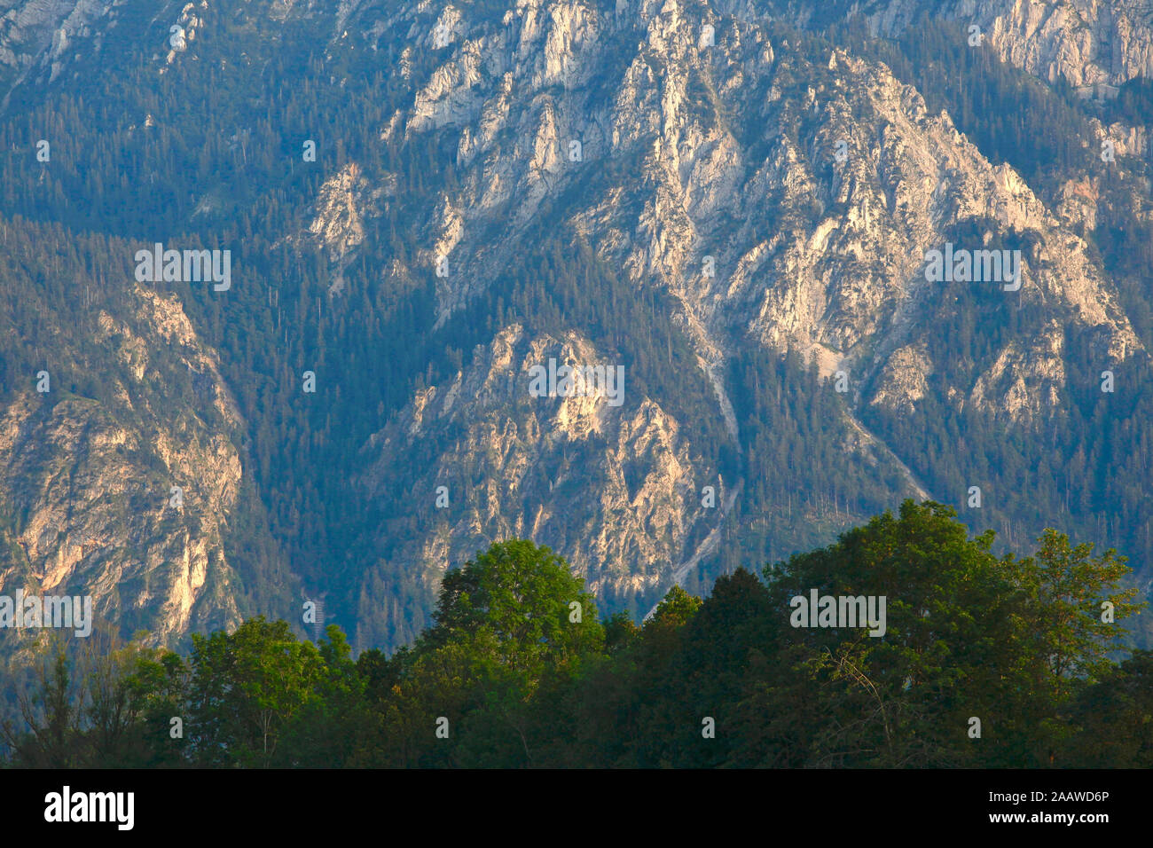 Vue panoramique sur les arbres croissant à l'encontre de montagne en forêt à Ostallgäu, Allemagne Banque D'Images