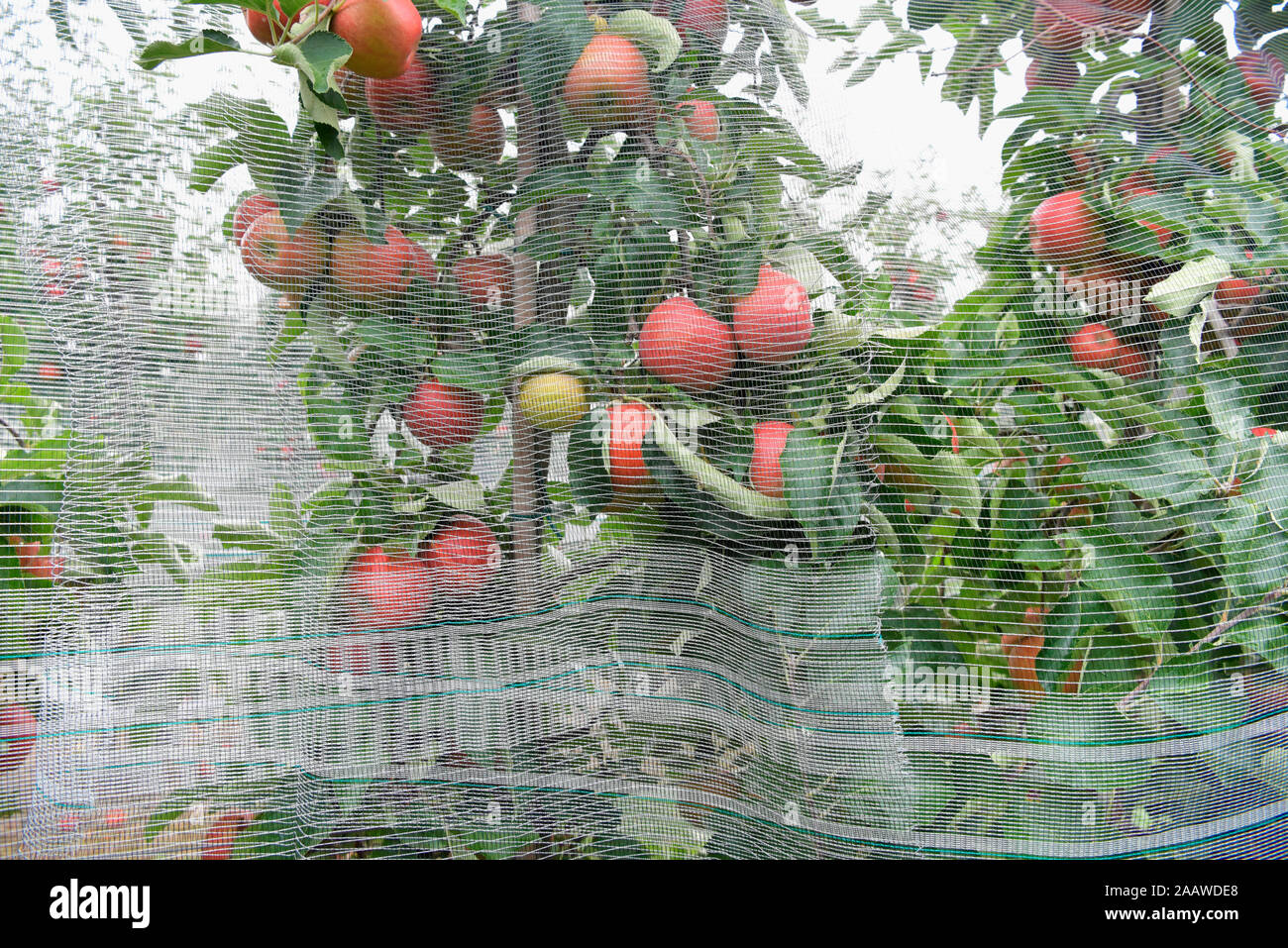 Sur un verger de pommiers, des filets de protection contre la grêle Banque D'Images