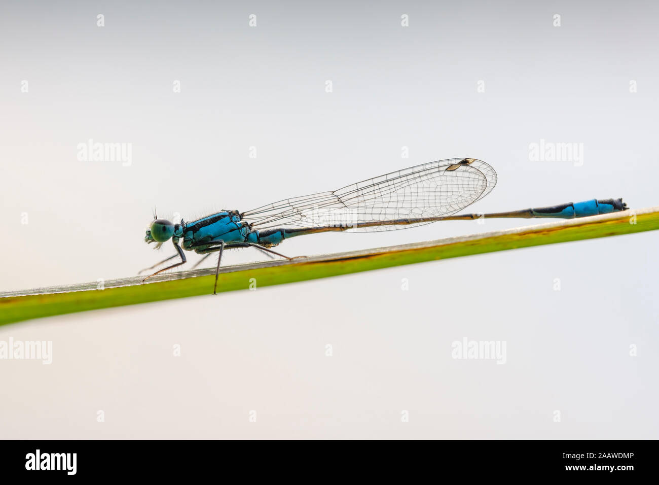 Allemagne, Berlin, à queue bleue (demoiselle d'Ischnura elegans) sur l'herbe Banque D'Images