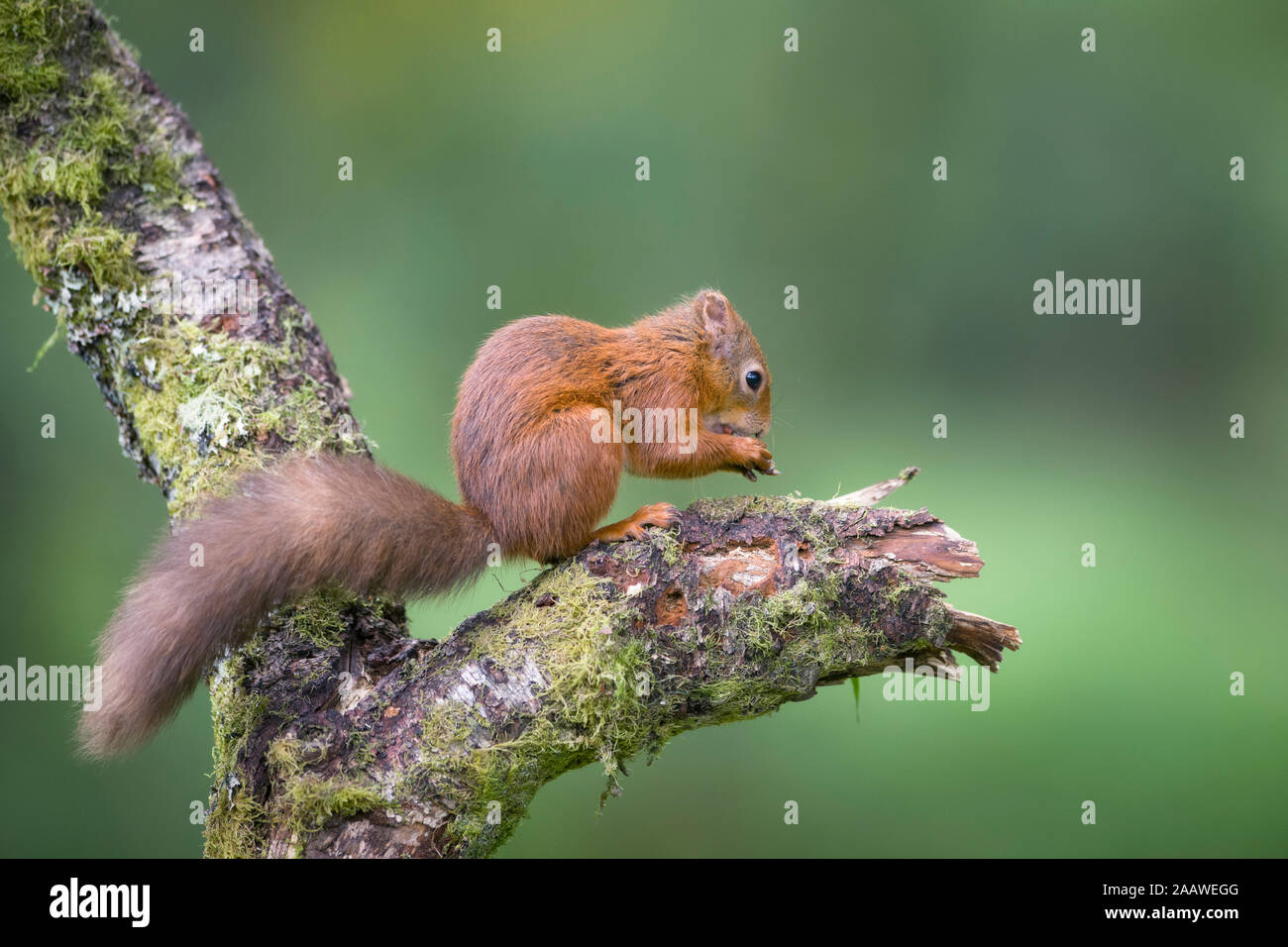 Manger Eurasian écureuil rouge sur tronc d'arbre Banque D'Images