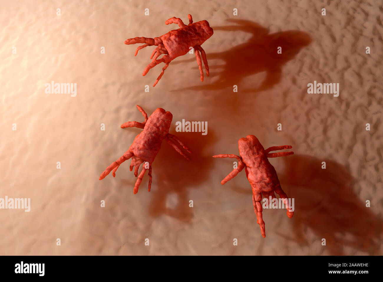 La visualisation de groupe d'acariens sur la peau Banque D'Images