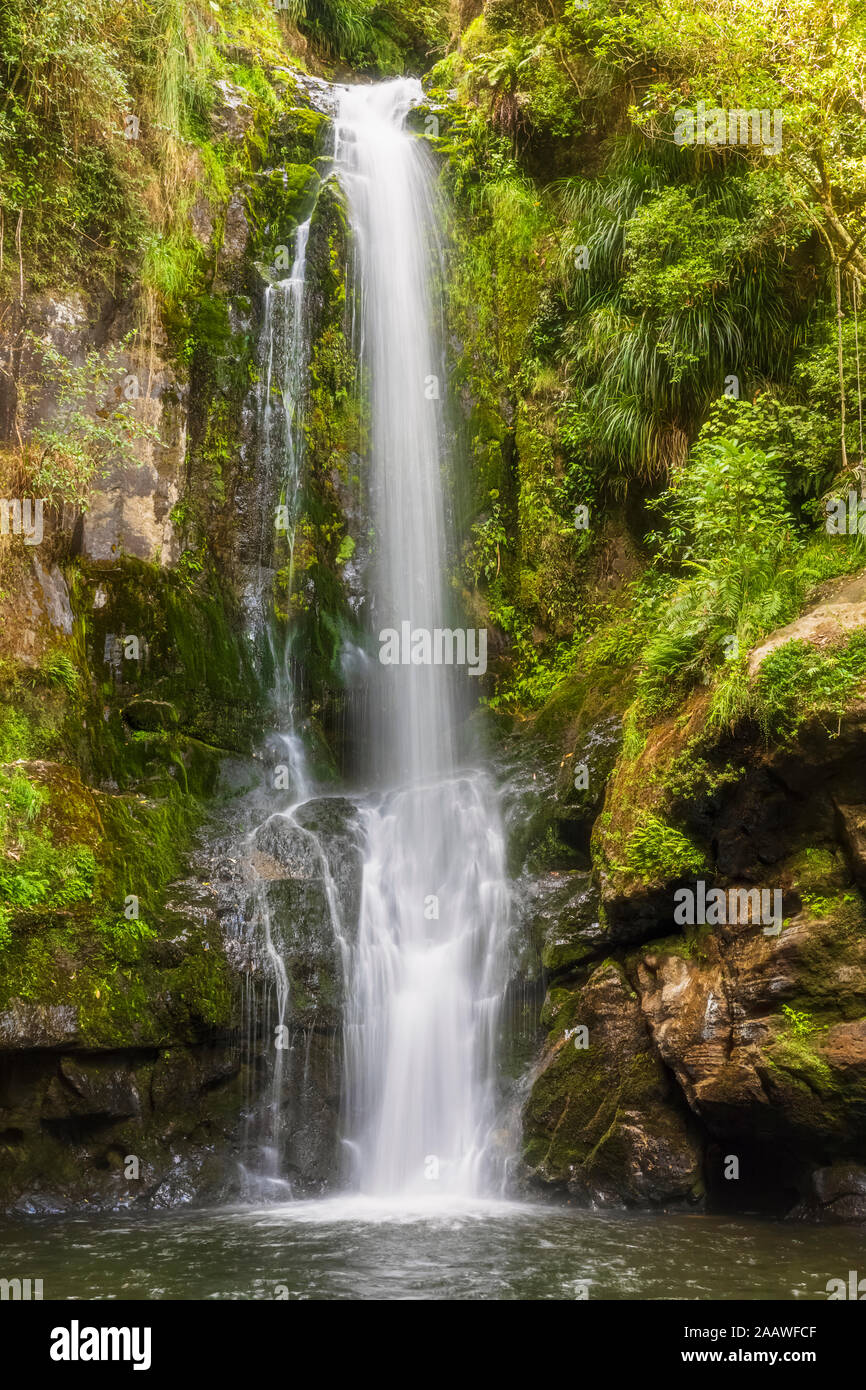 Lower Falls, Kaiate Falls, Bay of Plenty, île du Nord, Nouvelle-Zélande Banque D'Images