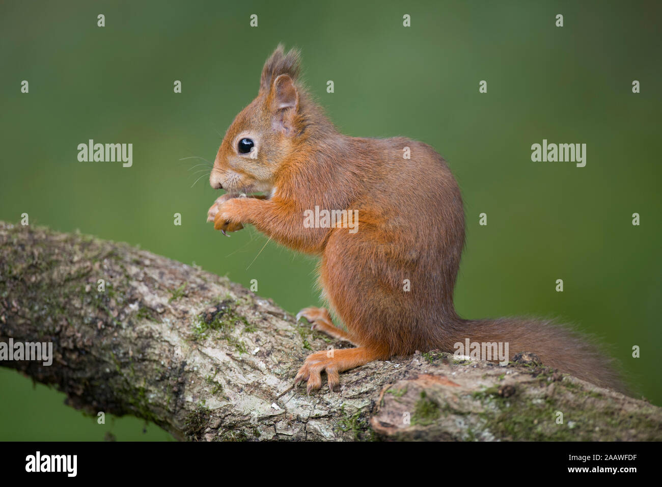 Portrait de la consommation de l'écureuil roux sur tronc d'arbre Banque D'Images