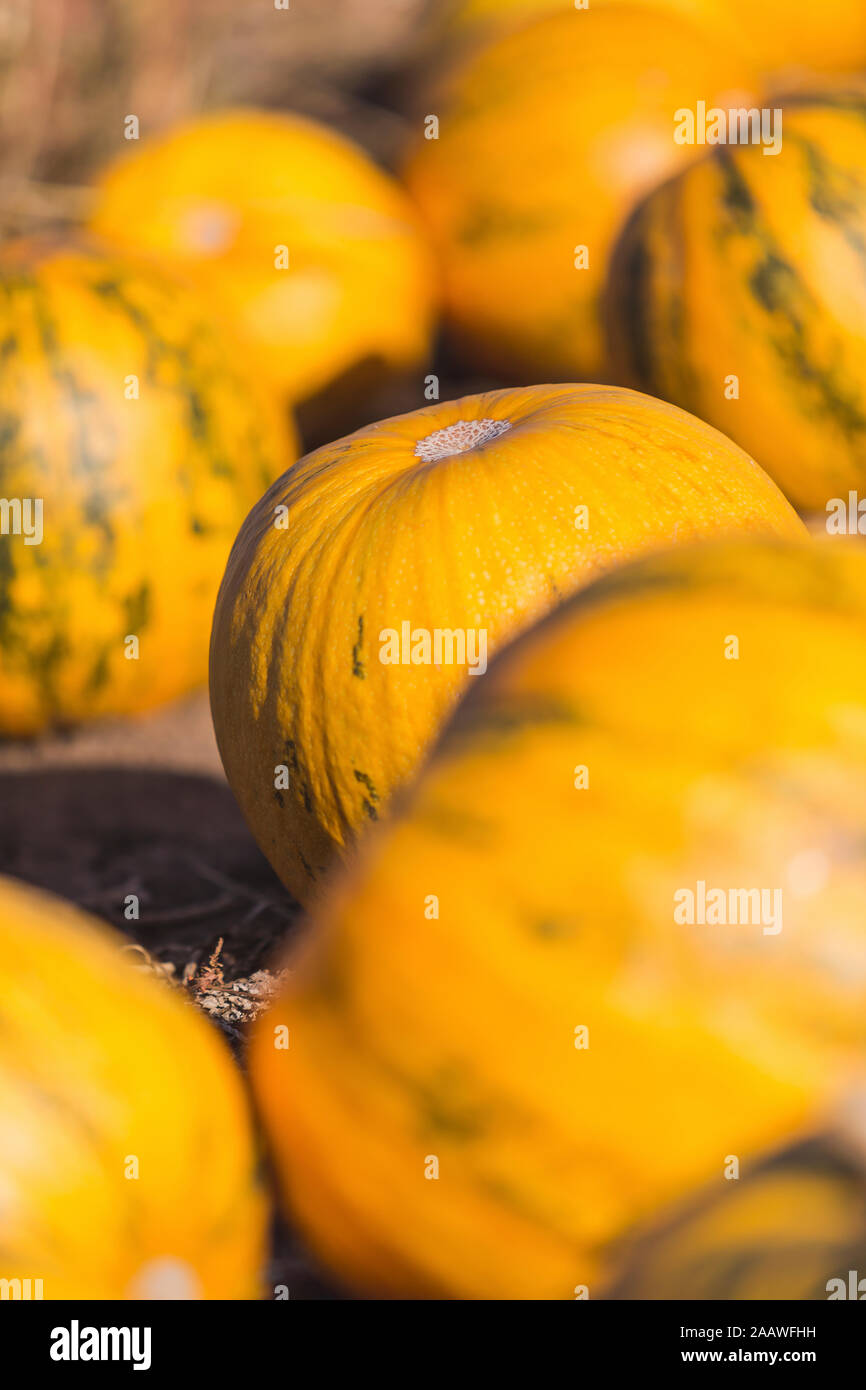Citrouilles jaune sur un champ Banque D'Images