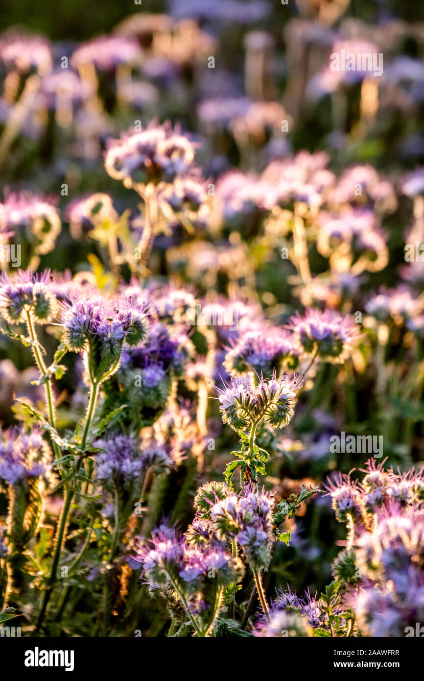 Allemagne, Schleswig-Holstein, Retina, fleurs sauvages en fleurs violet Banque D'Images