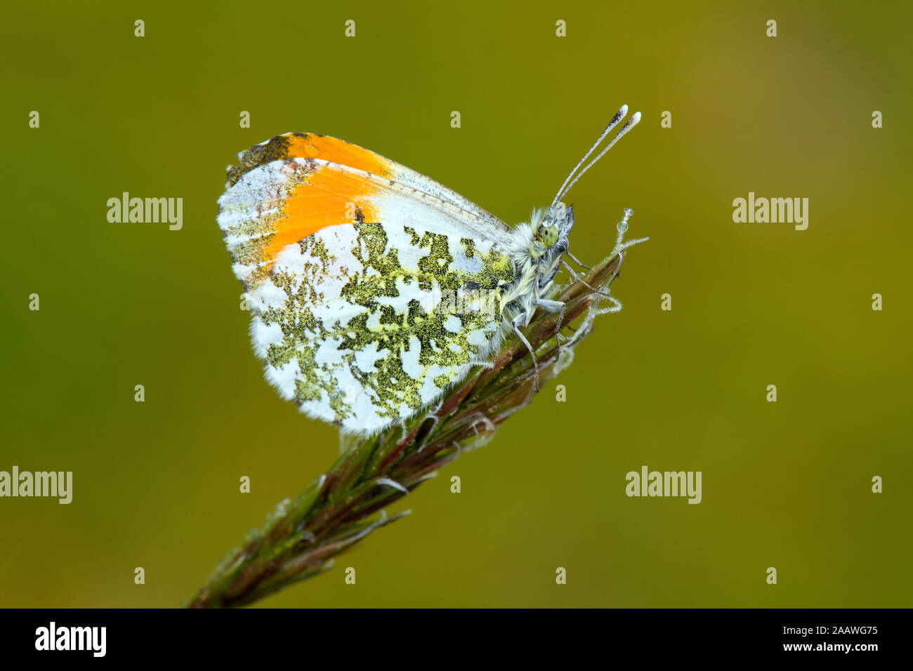 Close-up of Anthocharis Cardamines on plant Banque D'Images