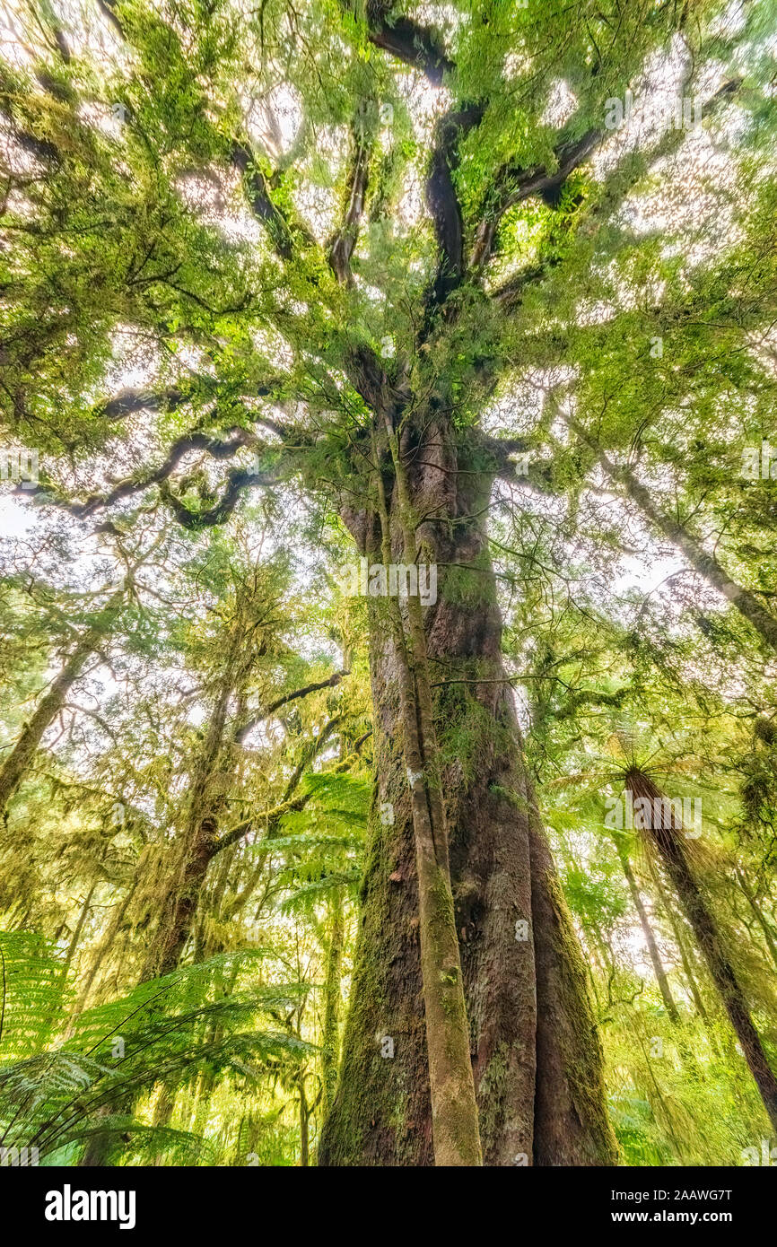 Low angle view of a tree, Roaring Billy Falls à pied, île du Sud, Nouvelle-Zélande Banque D'Images