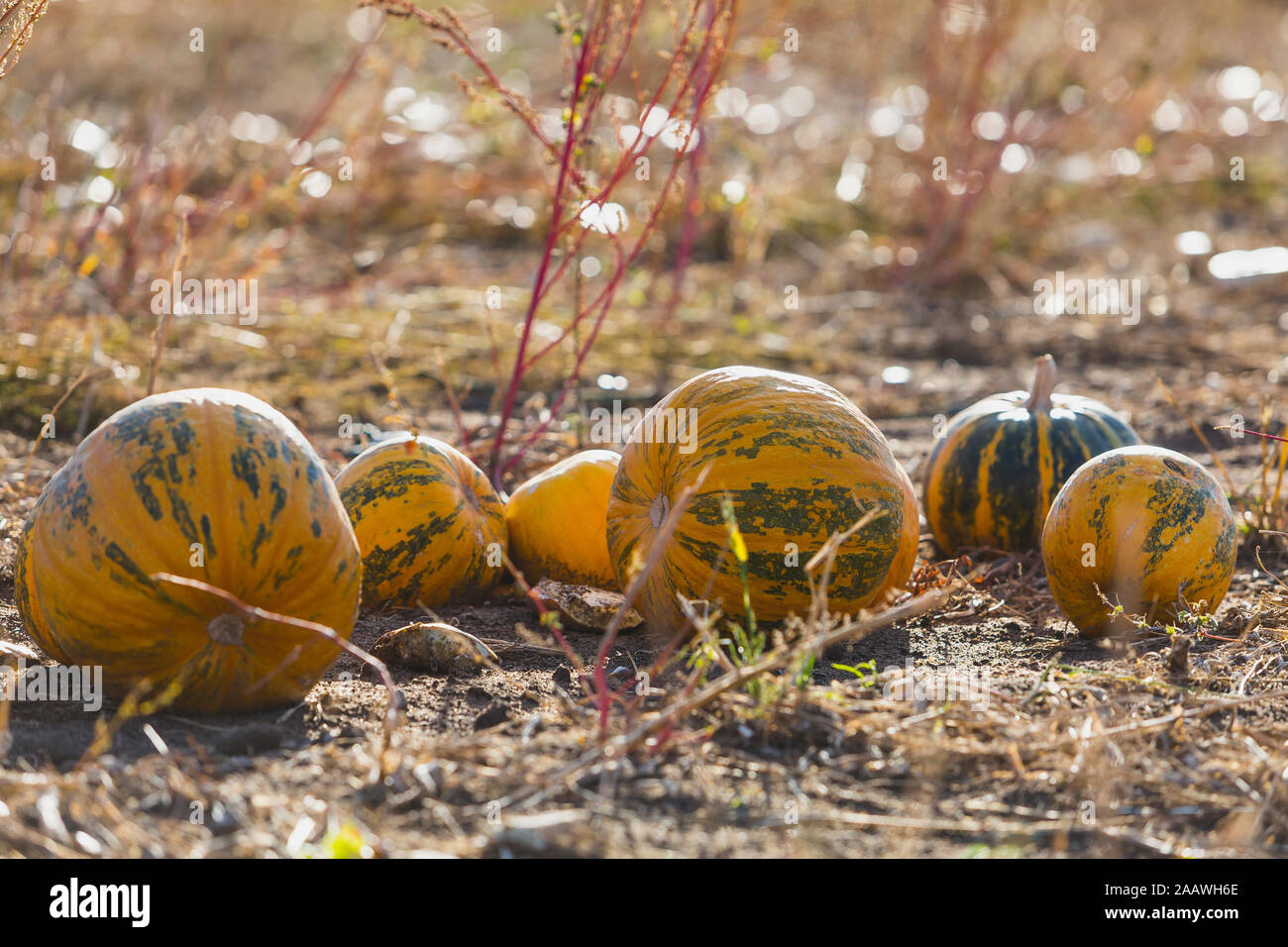 Les citrouilles sur un champ à harvesttime Banque D'Images