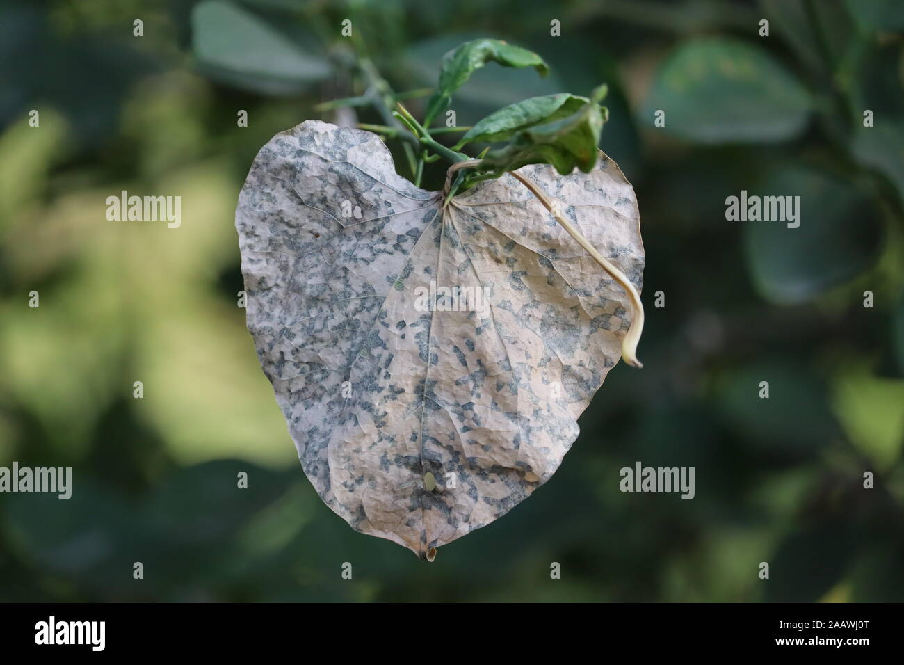 La texture de fond de l'arrière-plan des feuilles d'automne feuilles jaune Banque D'Images