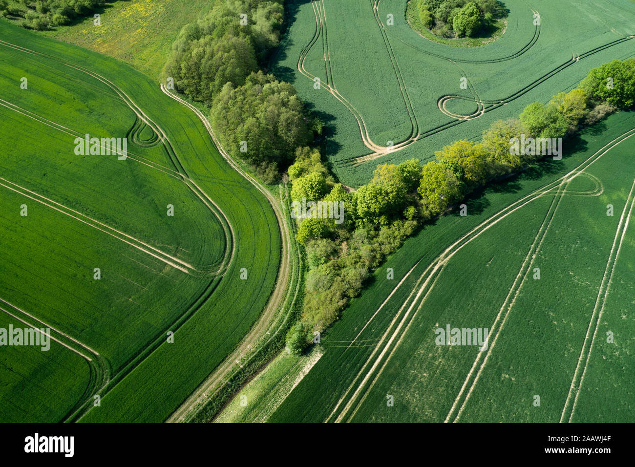 Allemagne, Mecklembourg-Poméranie-Occidentale, vue aérienne de vastes champs de blé vert au printemps Banque D'Images