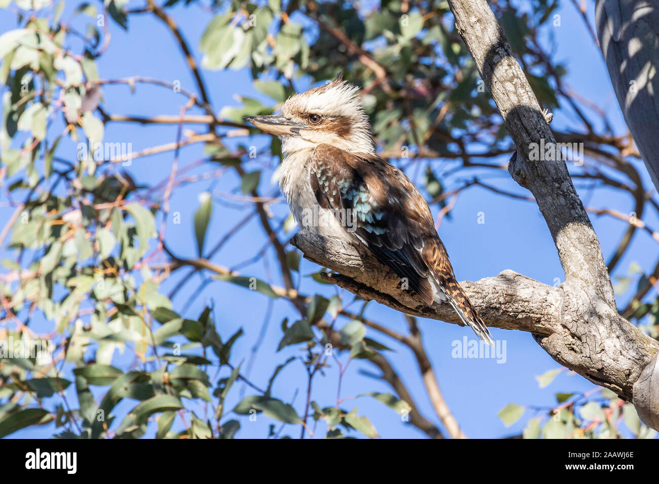 Laughing Kookaburra dans un arbre à Red Hill Nature Reserve, ACT, Australie sur un matin de printemps en novembre 2019 Banque D'Images