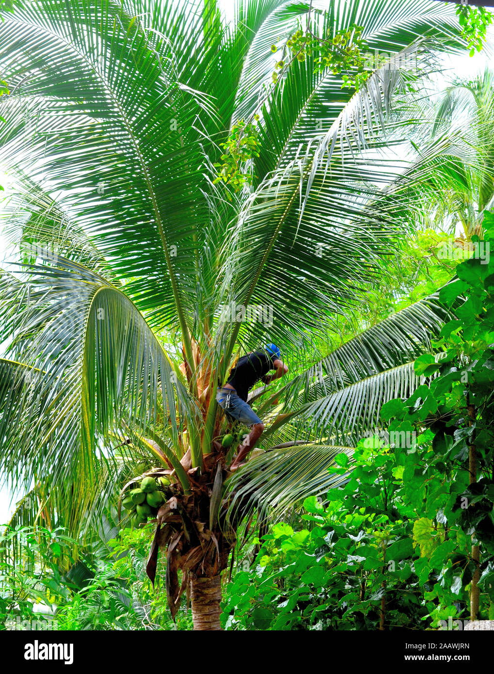 Coco de la collecte d'un palmier à Phuket Thailande Asie Banque D'Images