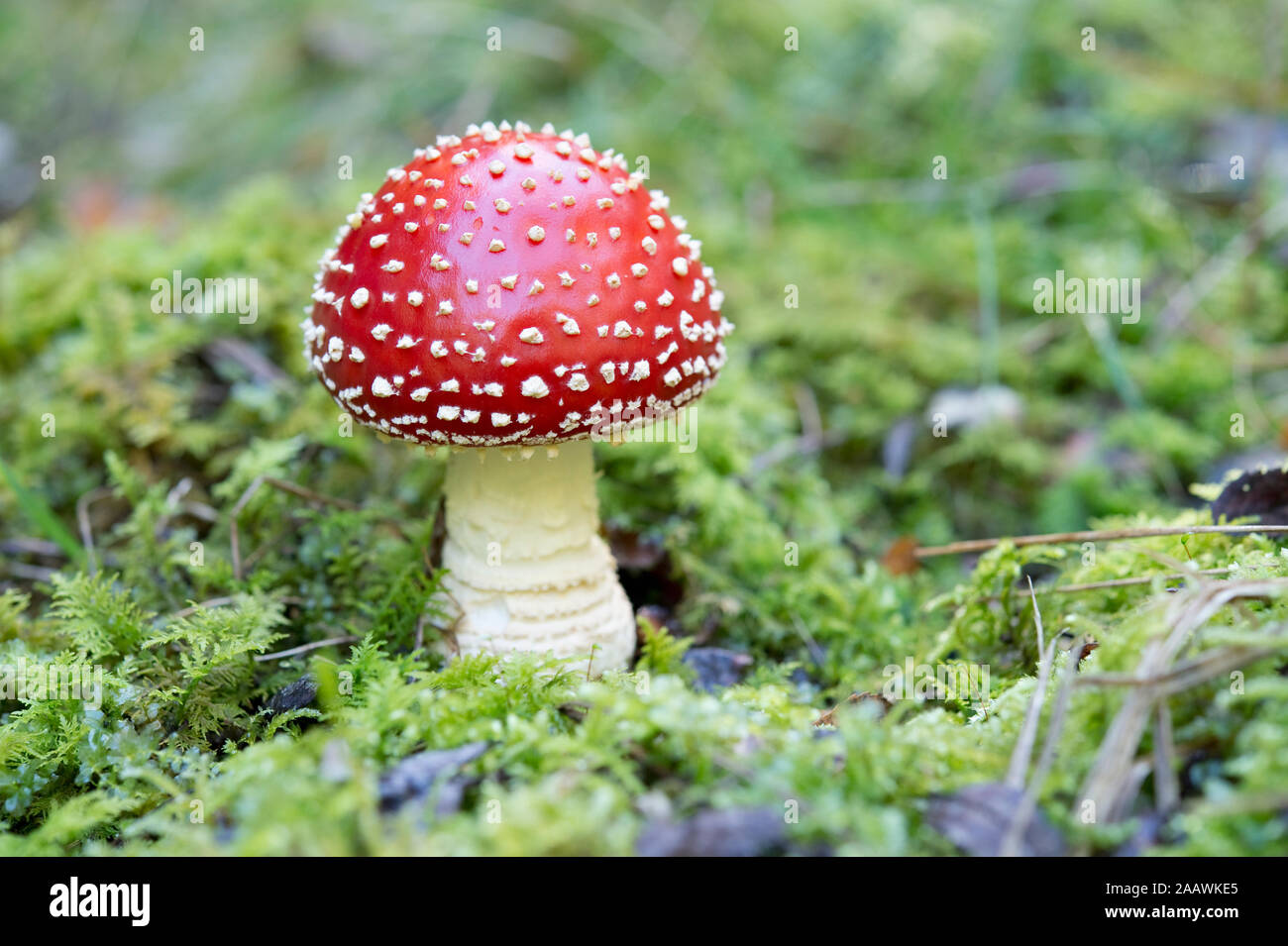 Agaric des forêts en vol Banque D'Images