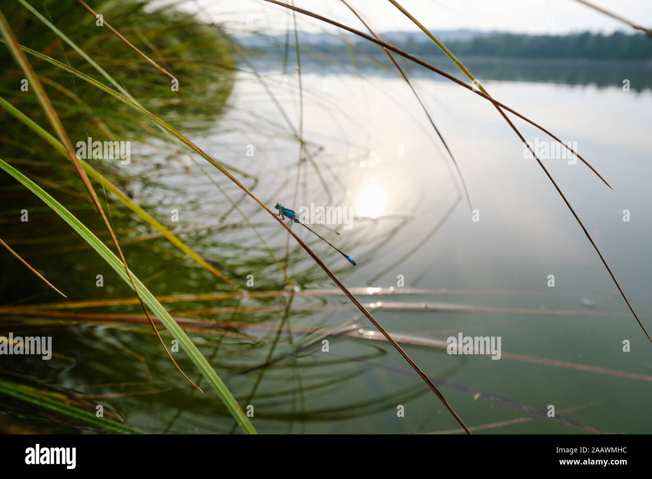 Allemagne, Berlin, dans la réserve naturelle, Ickinger Isarauen, réservoir, queue bleu libellule Ischnura elegans) (sur l'herbe sur Lakeshore Banque D'Images