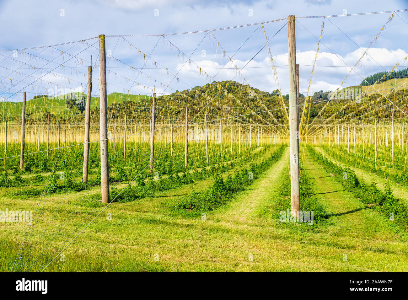 Champ de houblon à Motueka Valley, South Island, New Zealand Banque D'Images