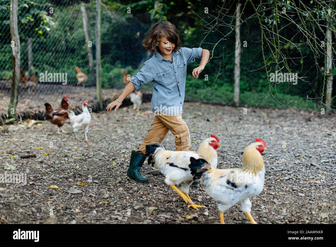Garçon courir après les poulets dans une ferme biologique Banque D'Images