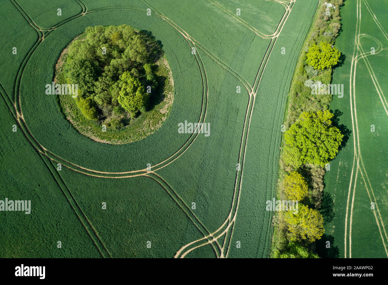 Allemagne, Mecklembourg-Poméranie-Occidentale, vue aérienne de vastes champs de blé vert au printemps Banque D'Images