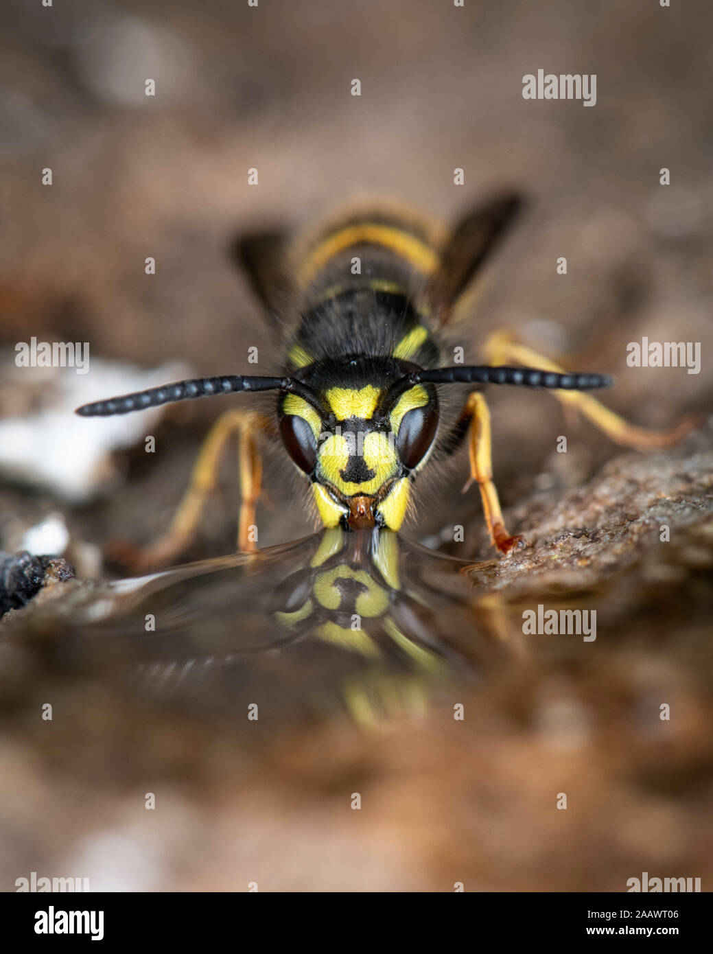 Close-up of common wasp on rock Banque D'Images