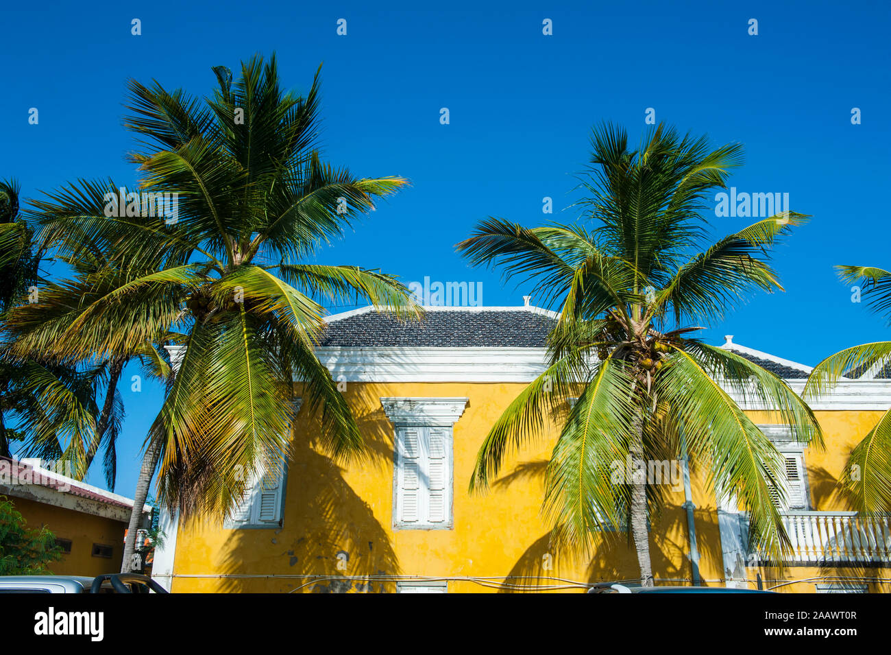 Low angle view of palm trees growing par chambre contre ciel bleu clair au cours de journée ensoleillée, Bonaire, ABC Islands, Caribbean Banque D'Images