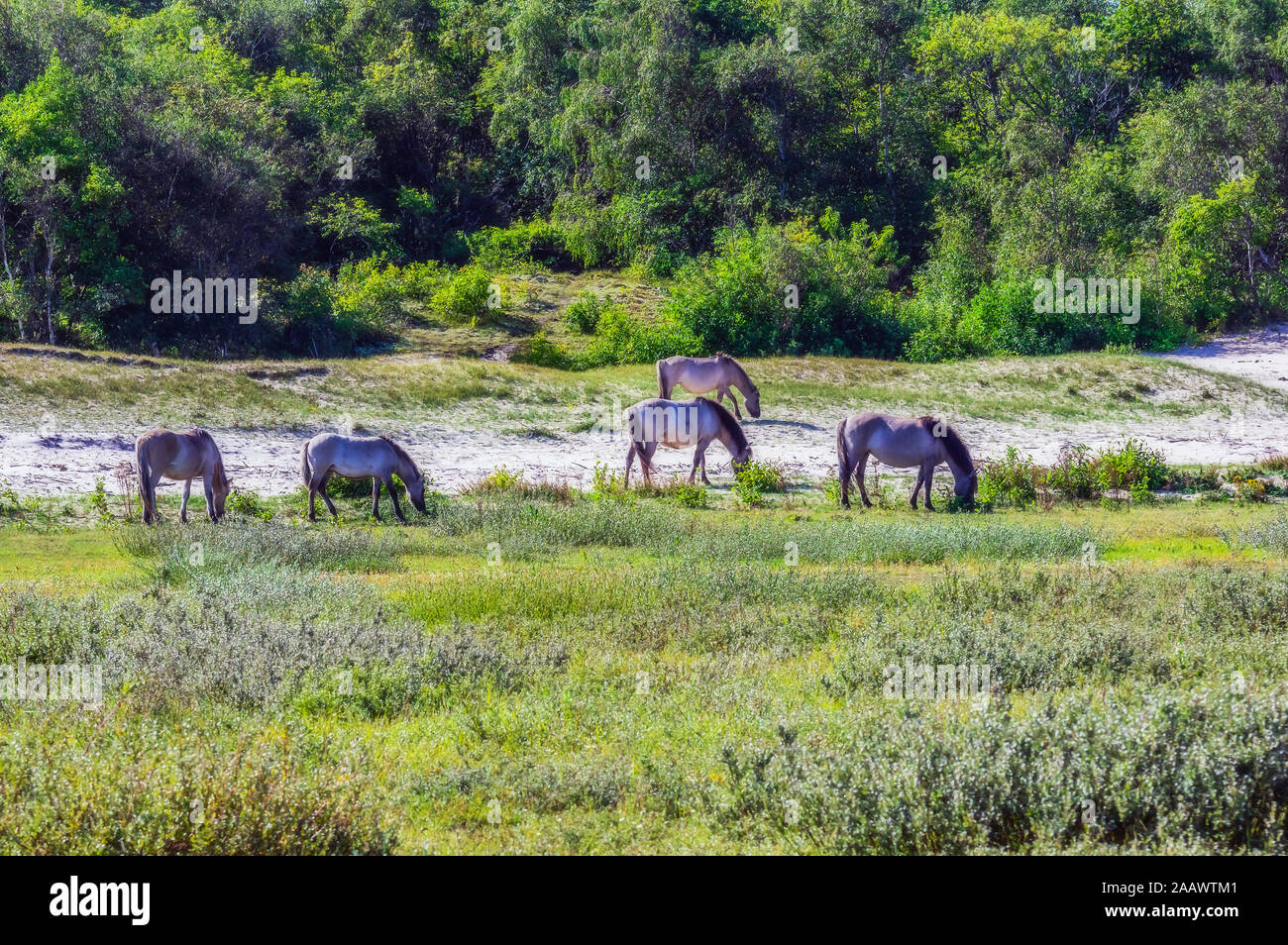 Pays-bas, Zeeland, Oostkapelle, Wild horses grazing in wildlife reserve Banque D'Images