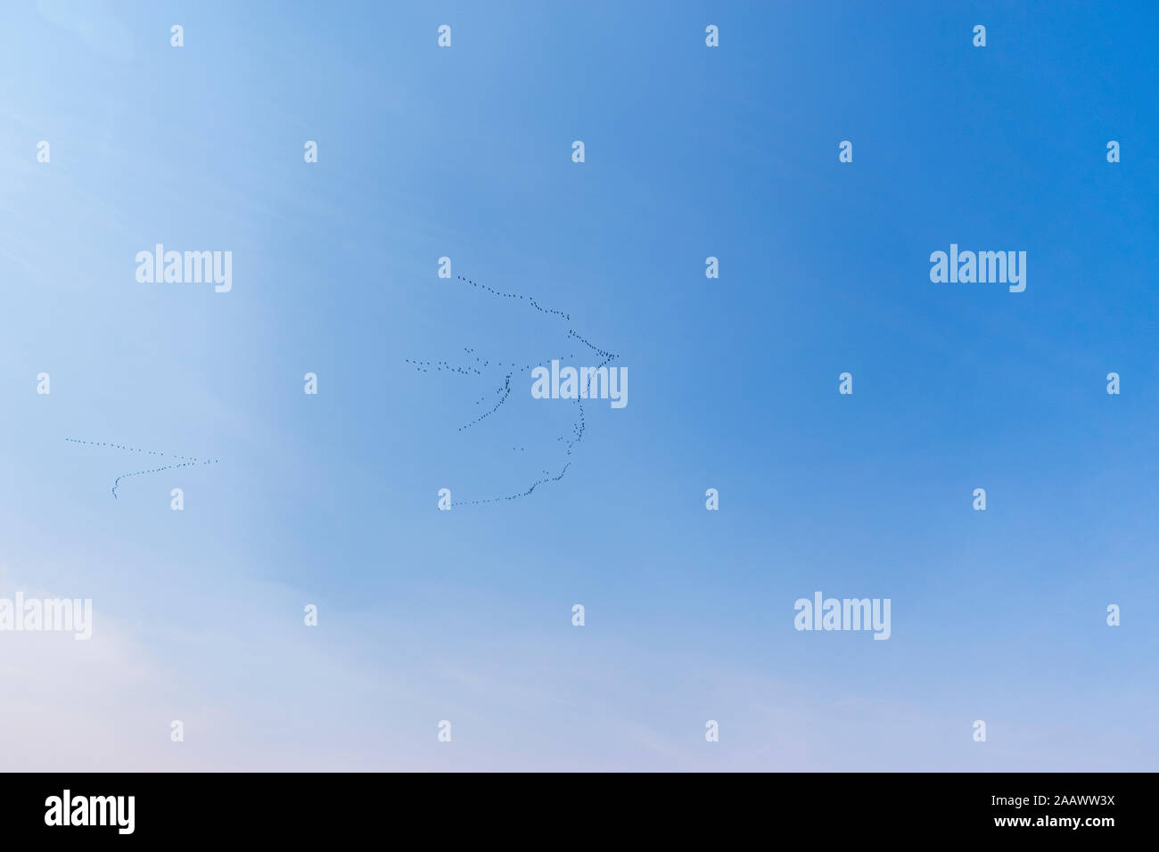 Troupeau d'oies voler contre ciel bleu, île de Skye, Highlands, Scotland, UK Banque D'Images