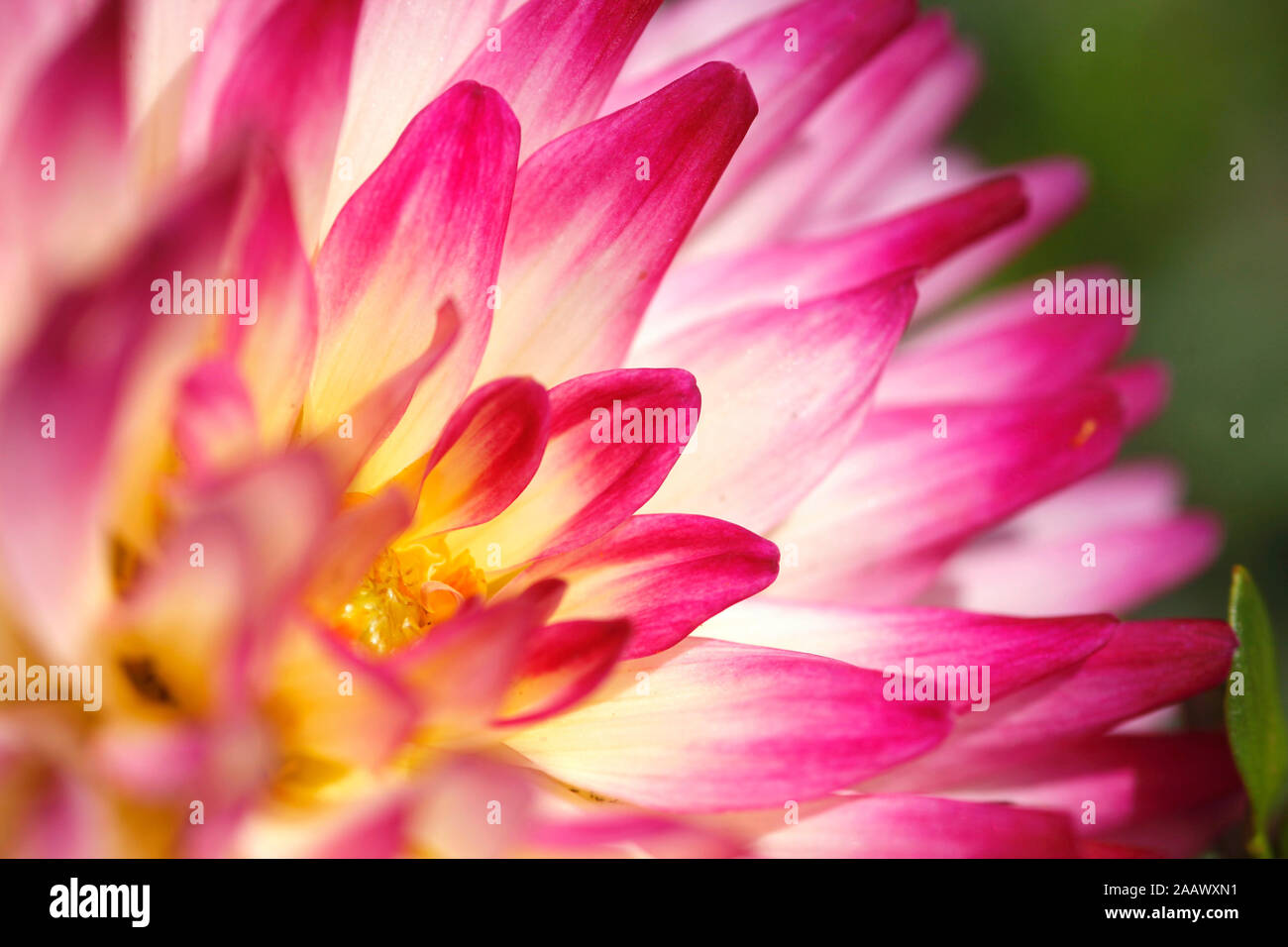 Extreme close-up of dahlia Banque D'Images