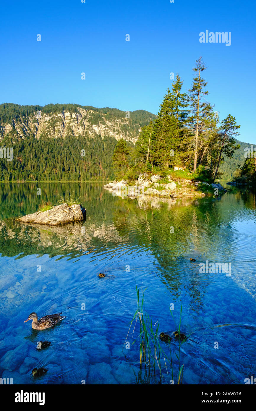 Canard colvert natation avec de jeunes oiseaux au lac Eibsee, Grainau, Werdenfelser Land, Upper Bavaria, Bavaria, Germany Banque D'Images