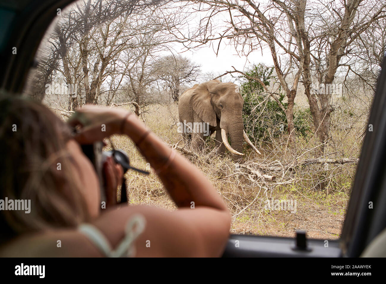 Femme de prendre une photo d'un éléphant à partir de la fenêtre de voiture, Kruger National Park, le Lesotho, l'Afrique Banque D'Images