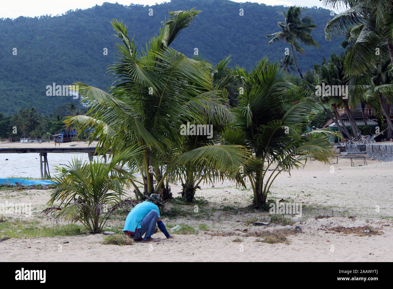Arbre sur la plage Koh Samui Thaïlande Banque D'Images