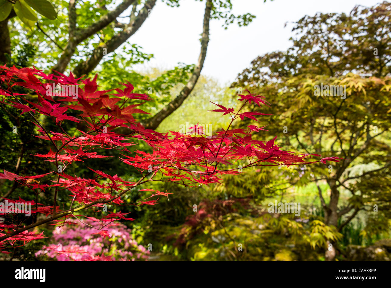 Japonais colorés gardent à Cornwall Banque D'Images