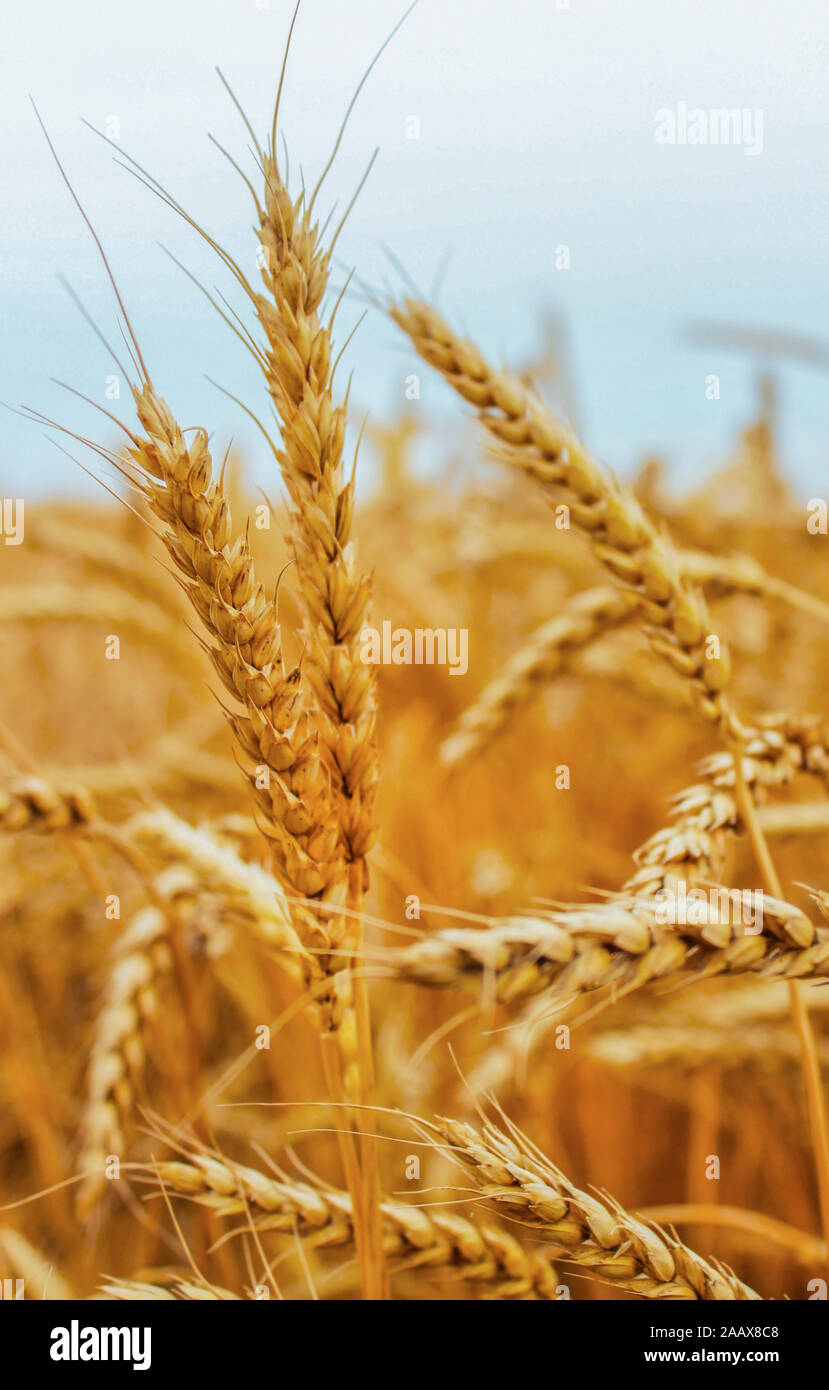 Épis de blé mûrs dans le domaine des grains Banque D'Images