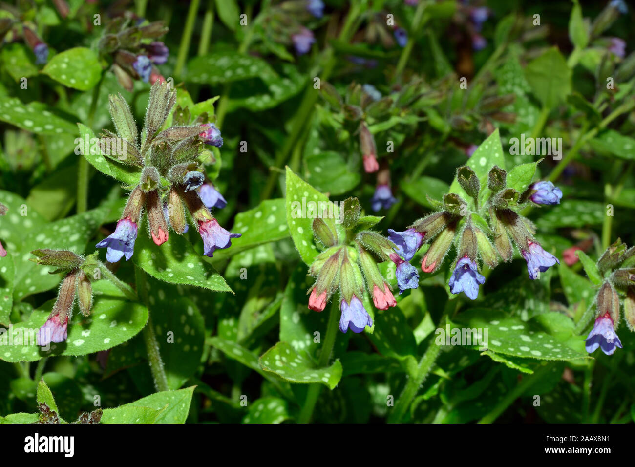 Pulmonaria officinalis (herbe) est considéré comme l'un des plus répandus en Europe. Il se produit dans les forêts mixtes de feuillus et de hêtre. Banque D'Images