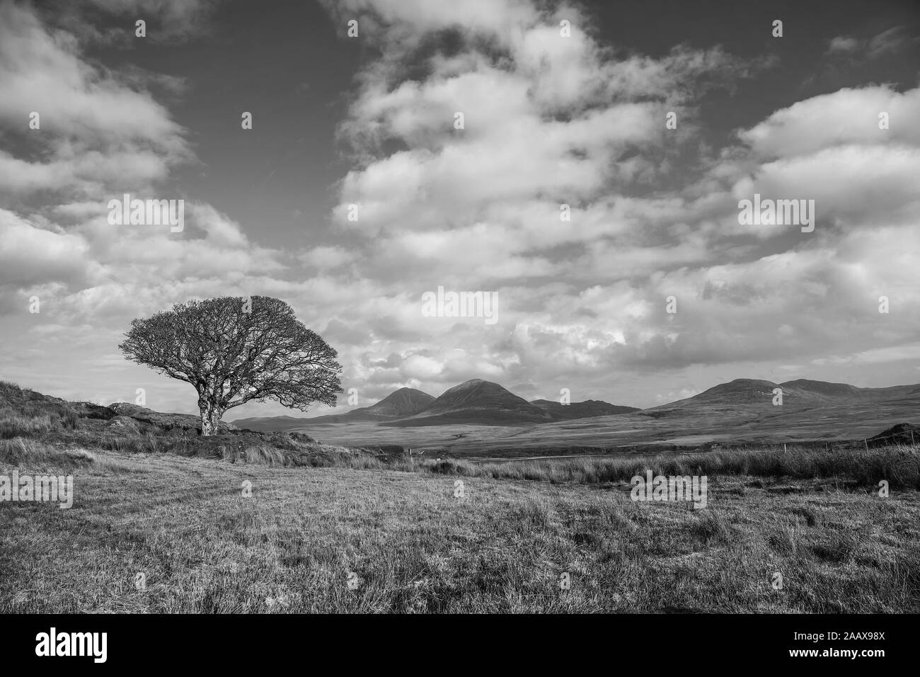 Le PAPS of Jura Islay Banque D'Images