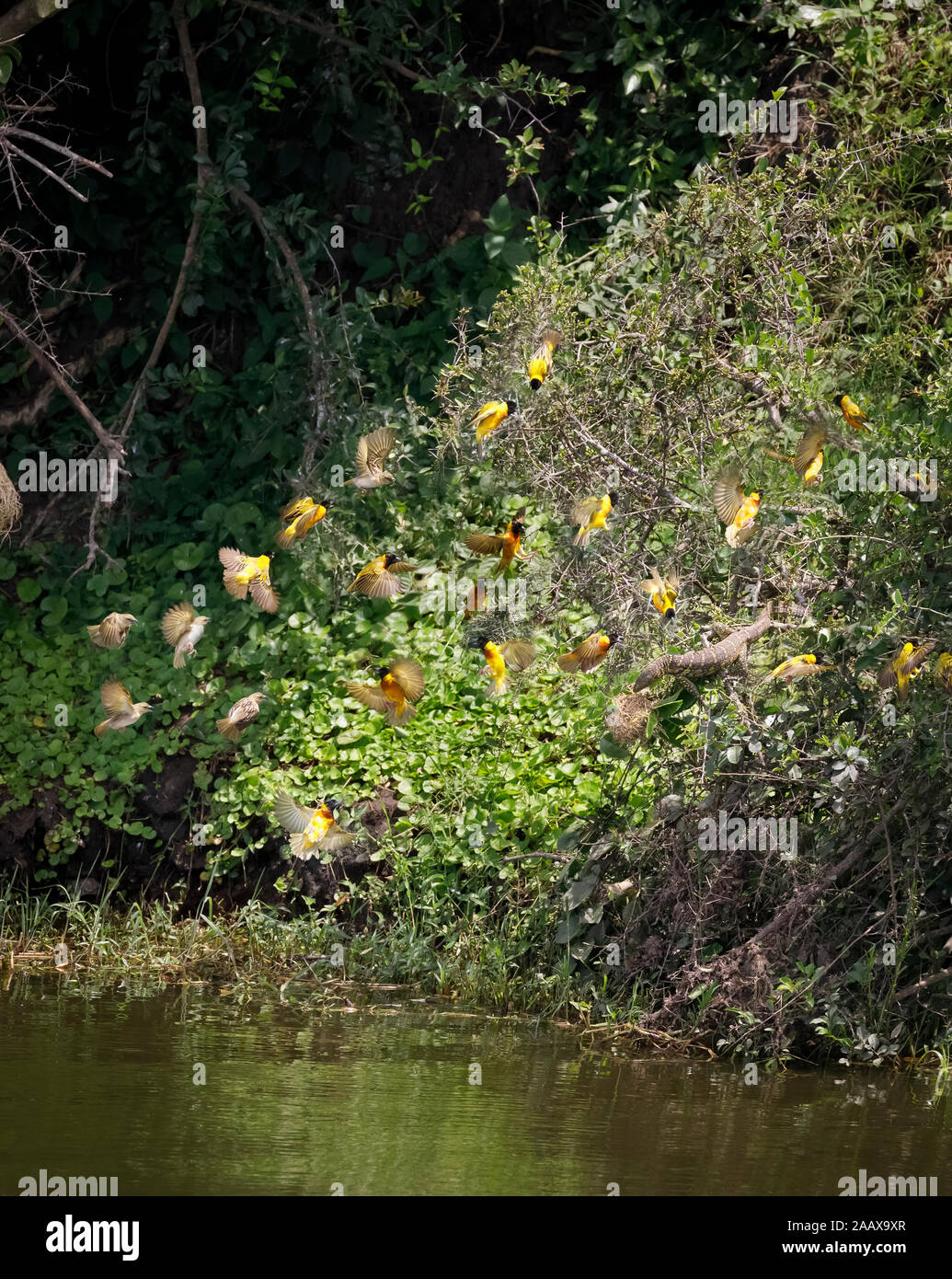 À dos jaune weaver Ploceus melanocephalus) Oiseaux (mob un moniteur du Nil (Varanus niloticus ) piller un nid, Parc national Queen Elizabeth, en Ouganda Banque D'Images
